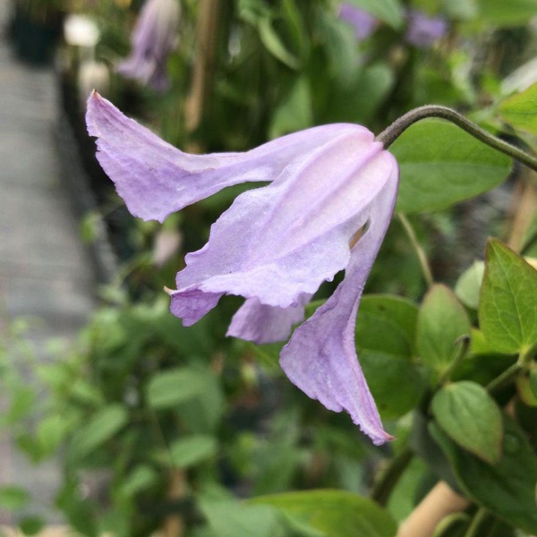 Clematis Hanna (viticella 'Hanna')