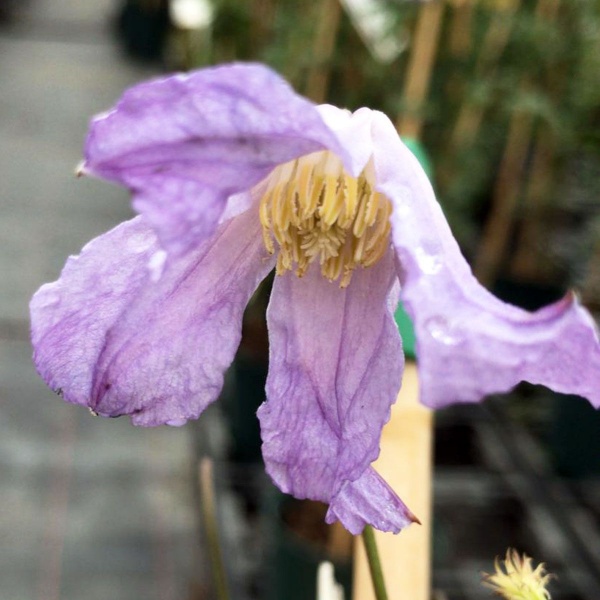 Clematis Hanna (viticella 'Hanna')