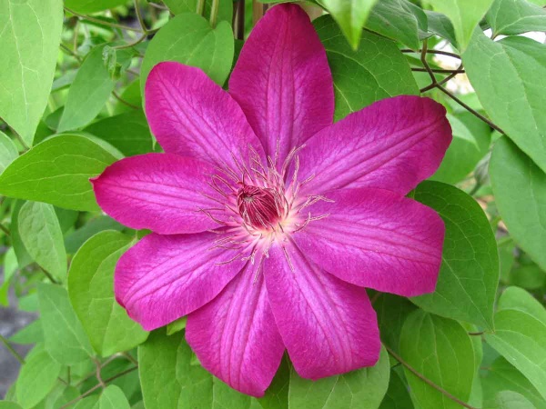 Clematis Haru Ichiban