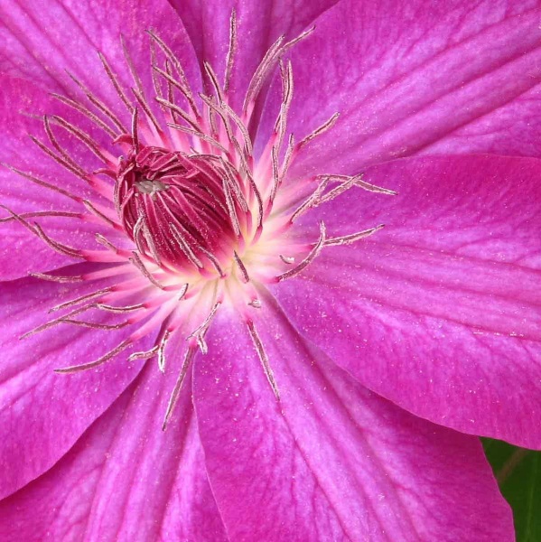 Clematis Haru Ichiban