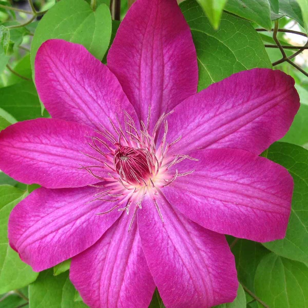 Clematis Haru Ichiban