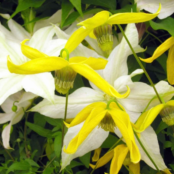 Clematis Helios