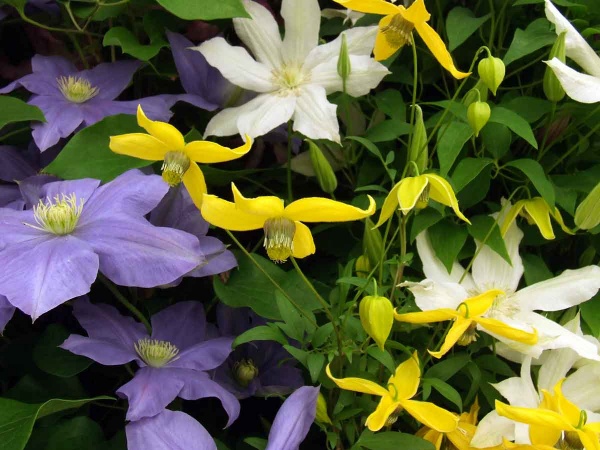 Clematis Helios