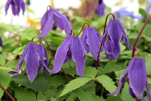 Clematis Helsingborg