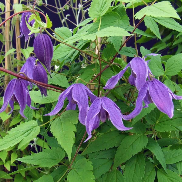 Clematis Helsingborg