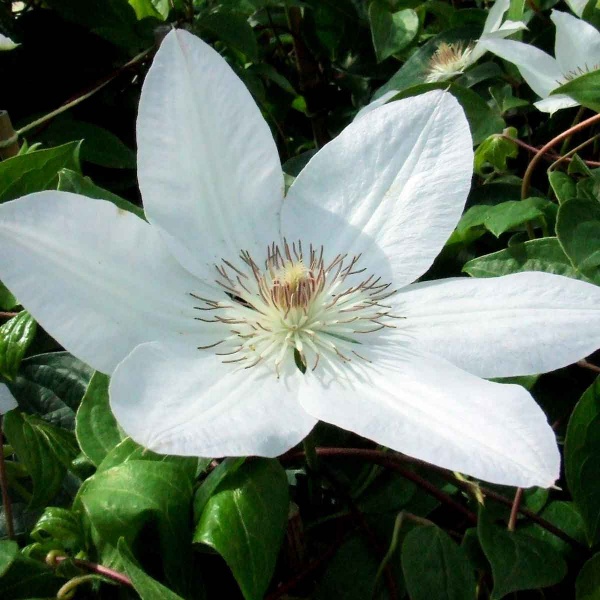 Clematis Henryi