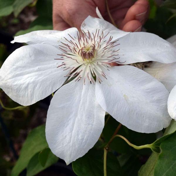 Clematis Henryi