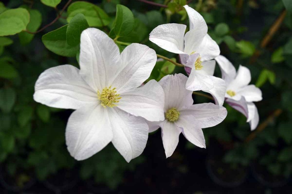 Clematis Huldine