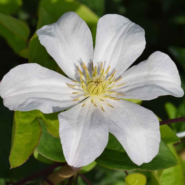 Clematis Huldine