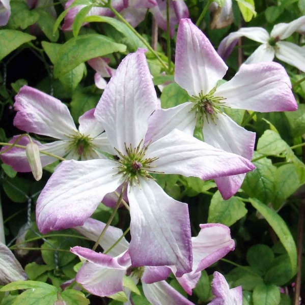 Clematis I AM LADY Q 'Zoiamladyq'