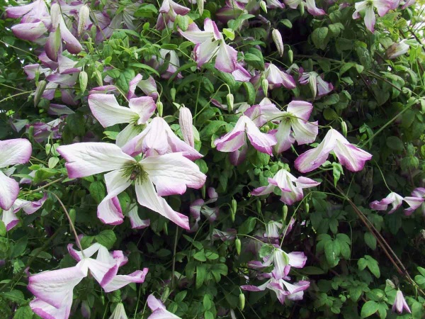 Clematis I AM LADY Q 'Zoiamladyq'