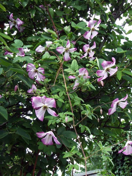 Clematis I AM LADY Q 'Zoiamladyq'