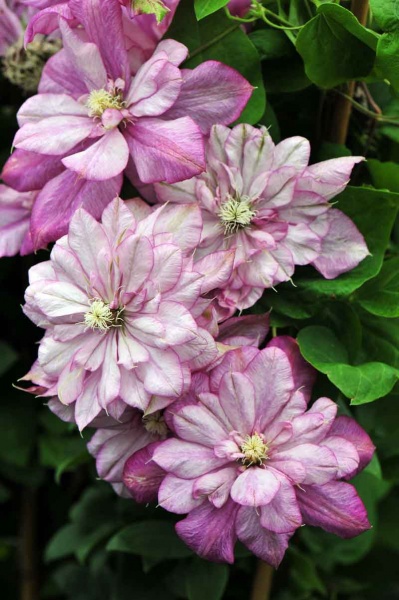 Clematis Innocent Glance