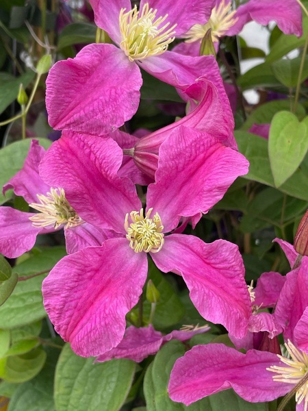 Clematis INSPIRATION 'Zoin'