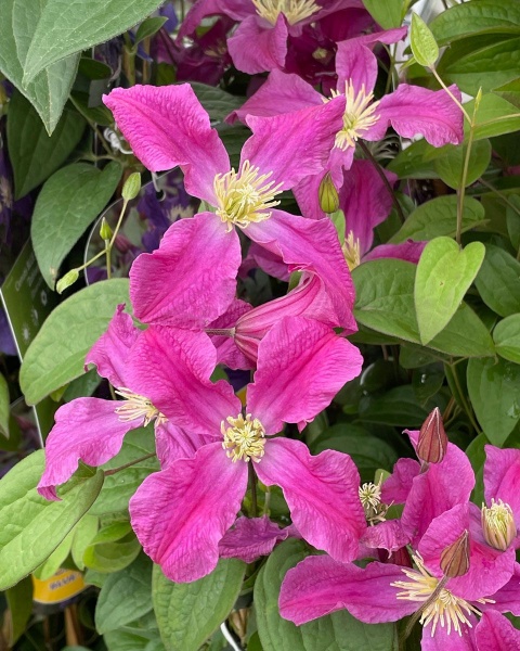 Clematis INSPIRATION 'Zoin'