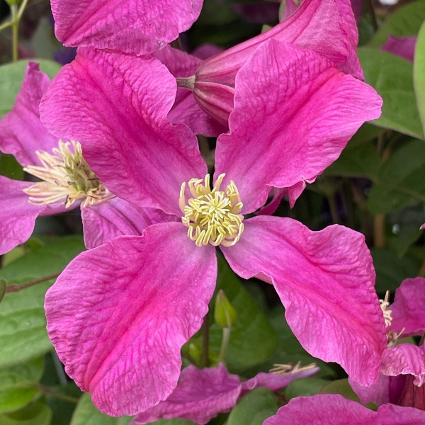 Clematis INSPIRATION 'Zoin'