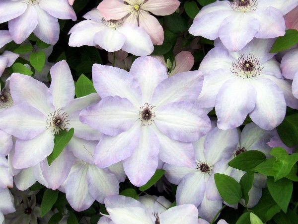 Clematis Ivan Olsson