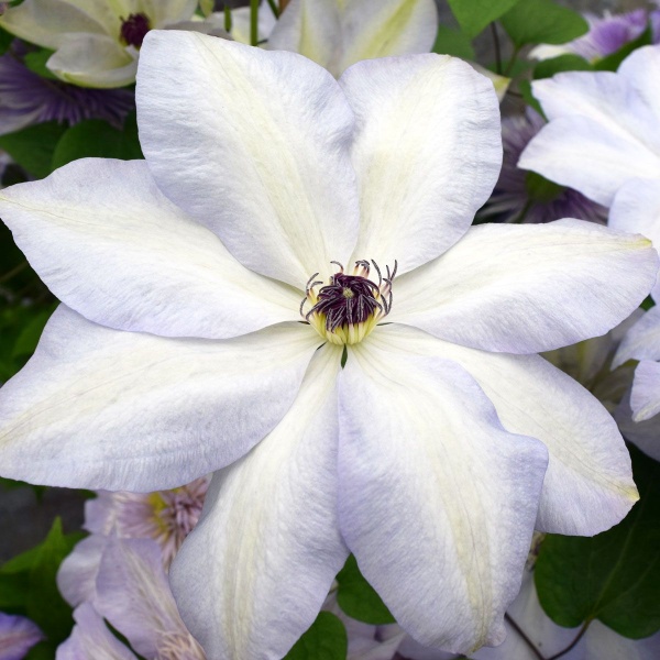 Clematis Ivan Olsson