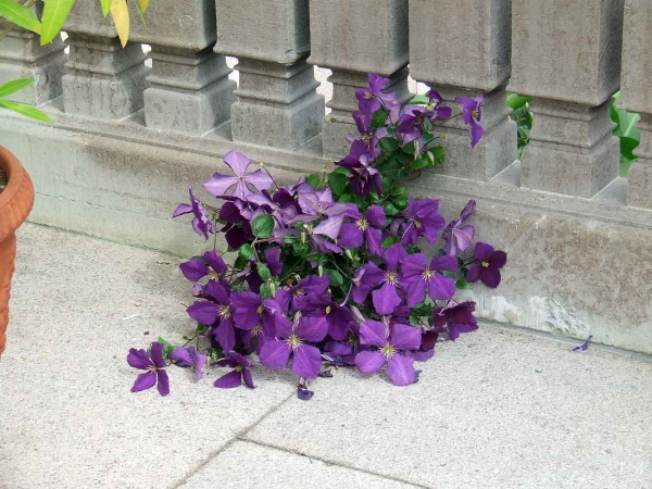 Clematis Jackmanii