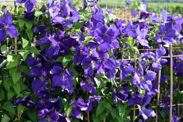 Clematis Jackmanii