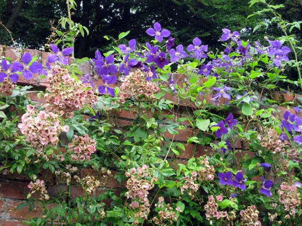 Clematis Jackmanii