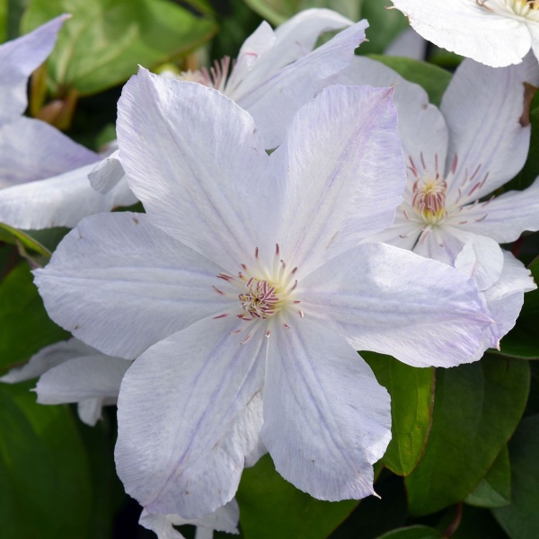 Clematis Jackmanii Alba