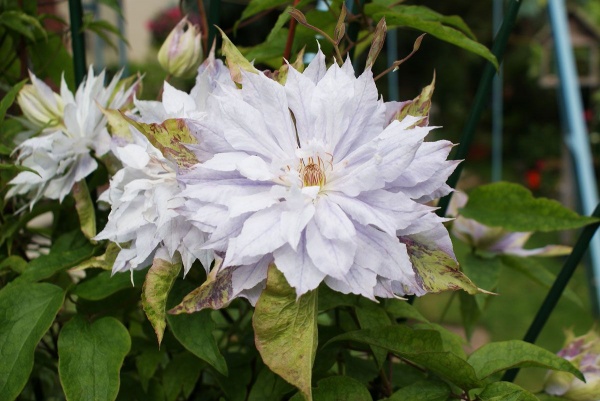 Clematis Jackmanii Alba