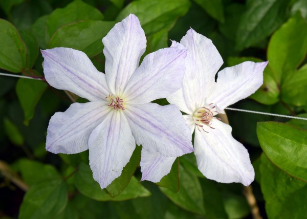 Clematis Jackmanii Alba