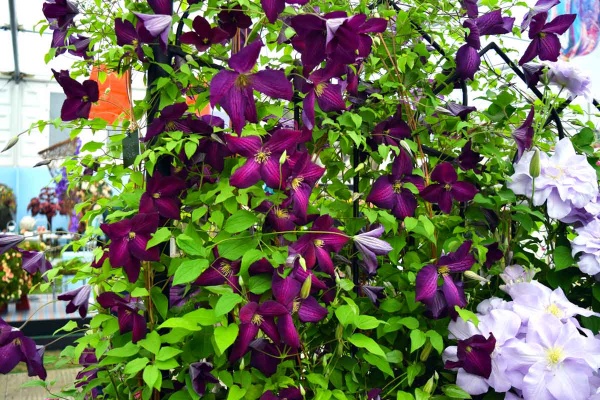 Clematis JACKMANII PURPUREA 'Zojapur'