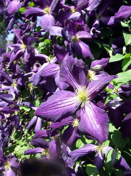 Clematis JACKMANII PURPUREA 'Zojapur'