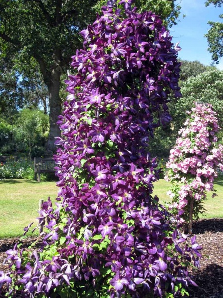 Clematis JACKMANII PURPUREA 'Zojapur'