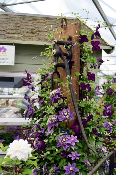 Clematis JACKMANII PURPUREA 'Zojapur'