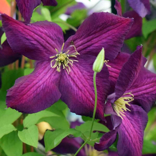 Clematis JACKMANII PURPUREA 'Zojapur'