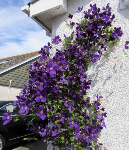 Clematis Jackmanii Superba