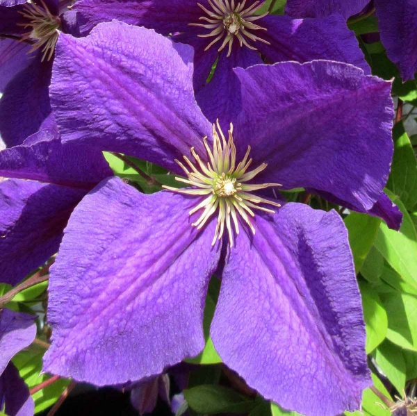 Clematis Jackmanii Superba