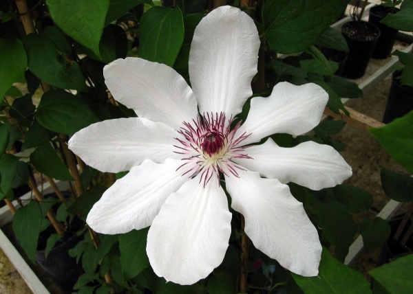 Clematis James Mason