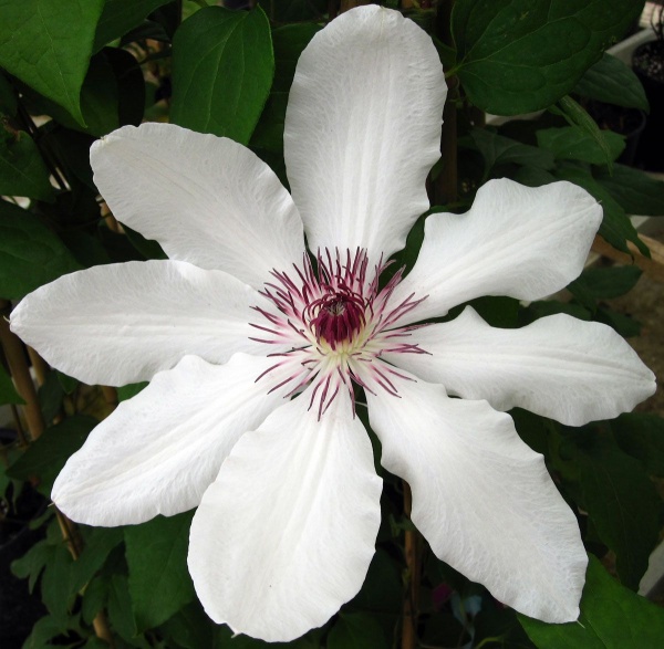 Clematis James Mason