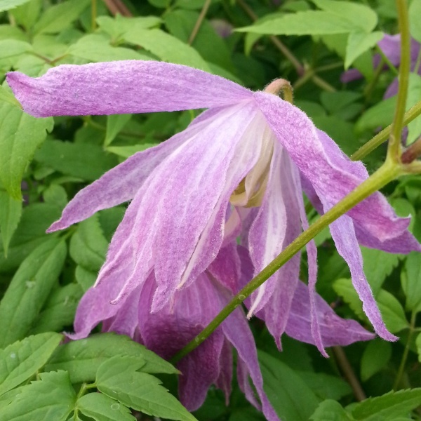 Clematis Jan Lindmark