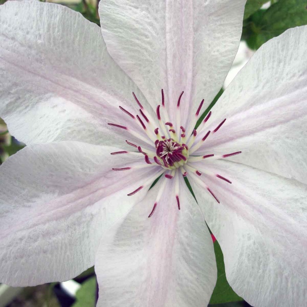 Clematis Jan Pawel II syn. John Paul II