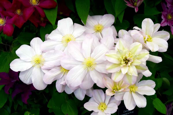 Clematis Jeannes Pink