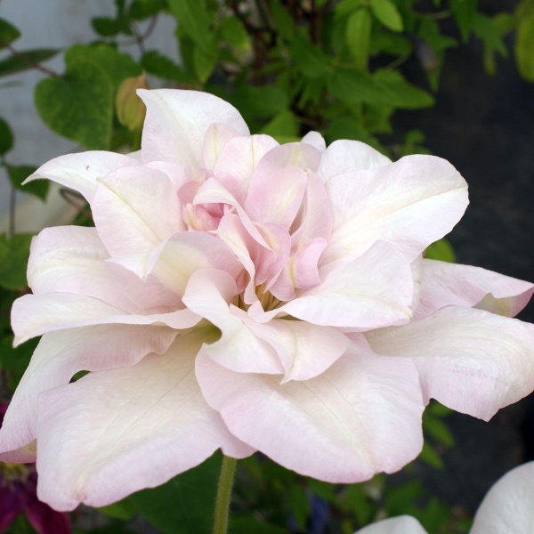 Clematis Jeannes Pink