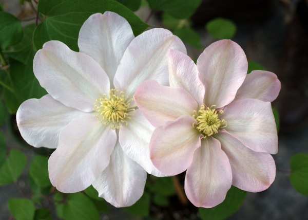 Clematis Jeannes Pink