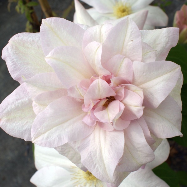 Clematis Jeannes Pink