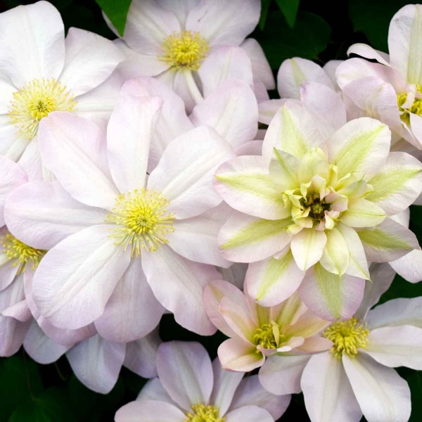 Clematis Jeannes Pink