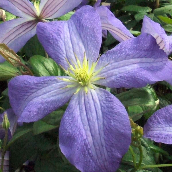 Clematis Jenny