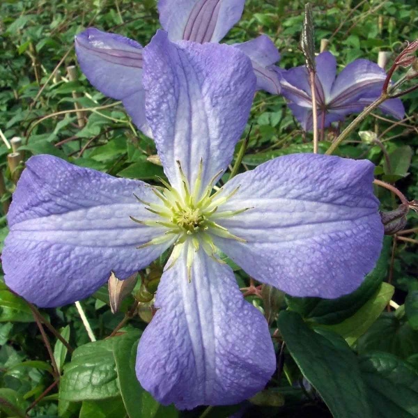 Clematis Jenny