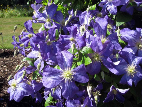 Clematis Jenny