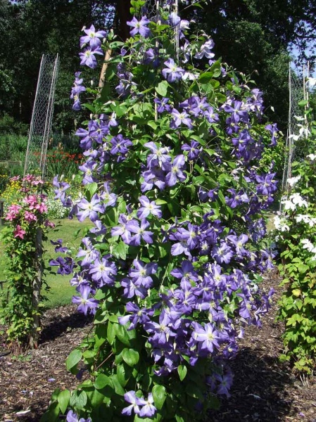 Clematis Jenny