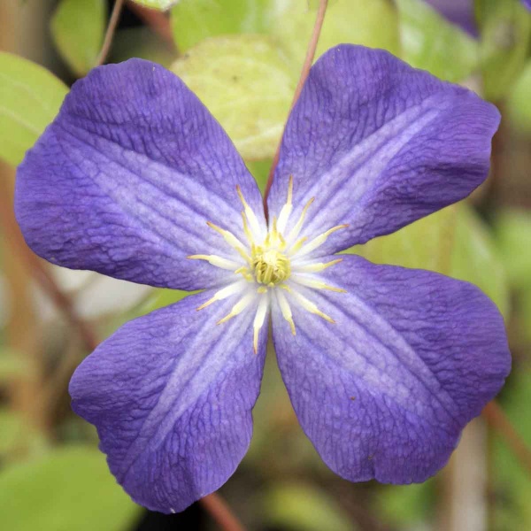 Clematis Jenny