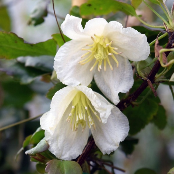 Clematis Jingle Bells